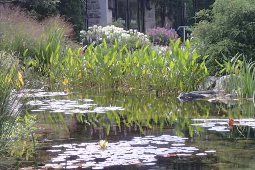 We provide full service maintenace of ponds